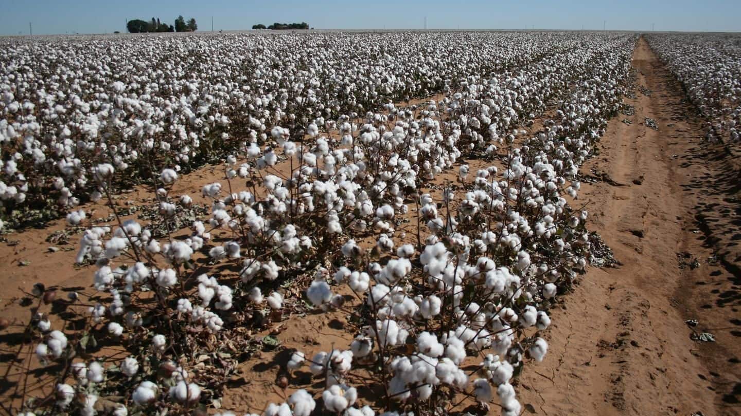 115 tehsils in Maharashtra declared 'cotton growing' areas