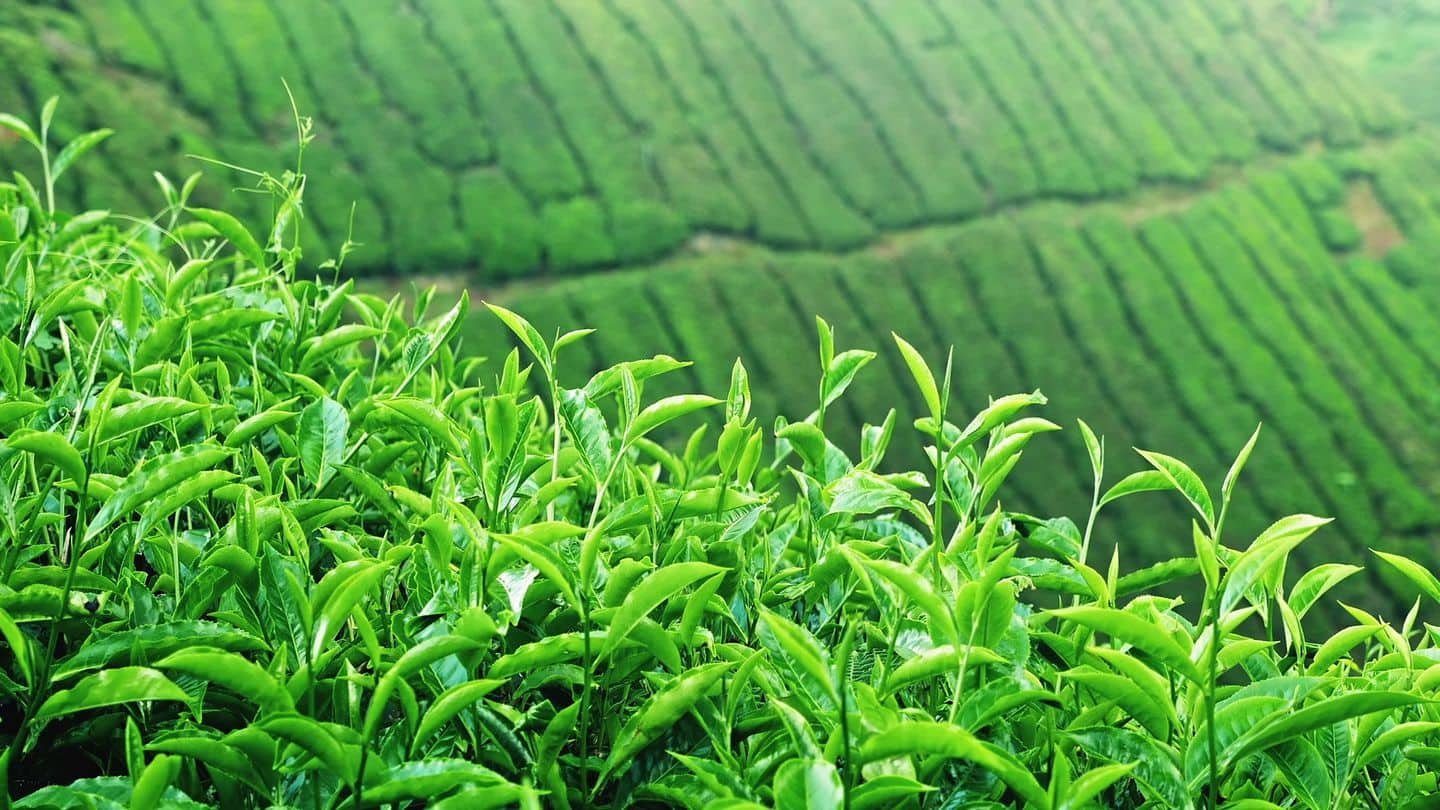 Nanoparticles derived from tea leaves can destroy lung-cancer cells: Study