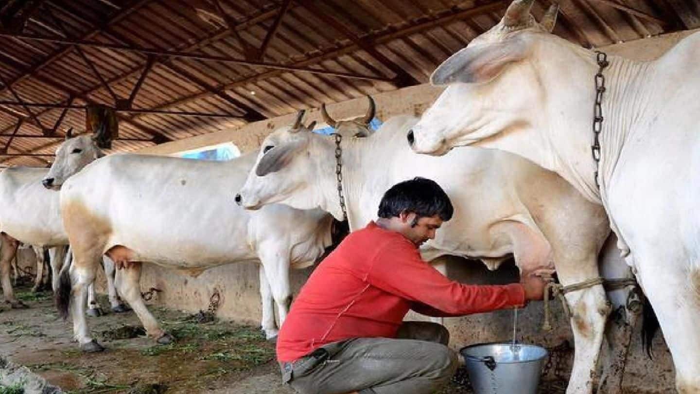 Maharashtra government to give Rs. 3/liter subsidy to milk producers