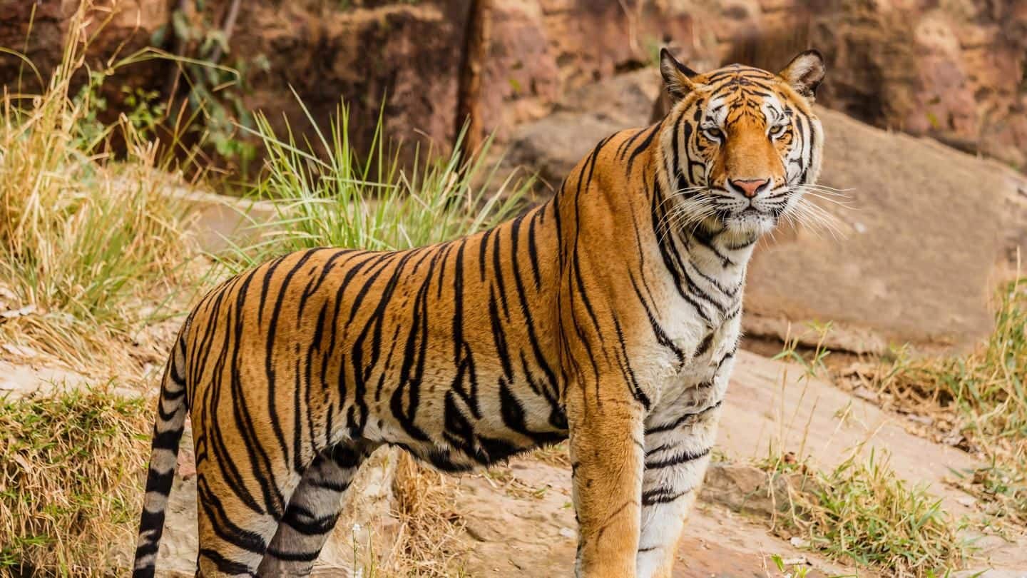 NTCA asks MP govt to correct data related to tigers