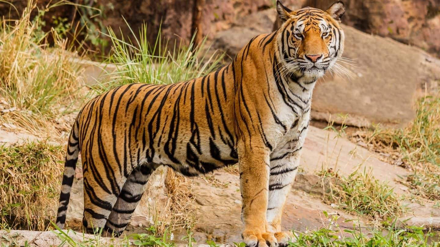 Procedural delay leads to confinement of grown-up tigers at park