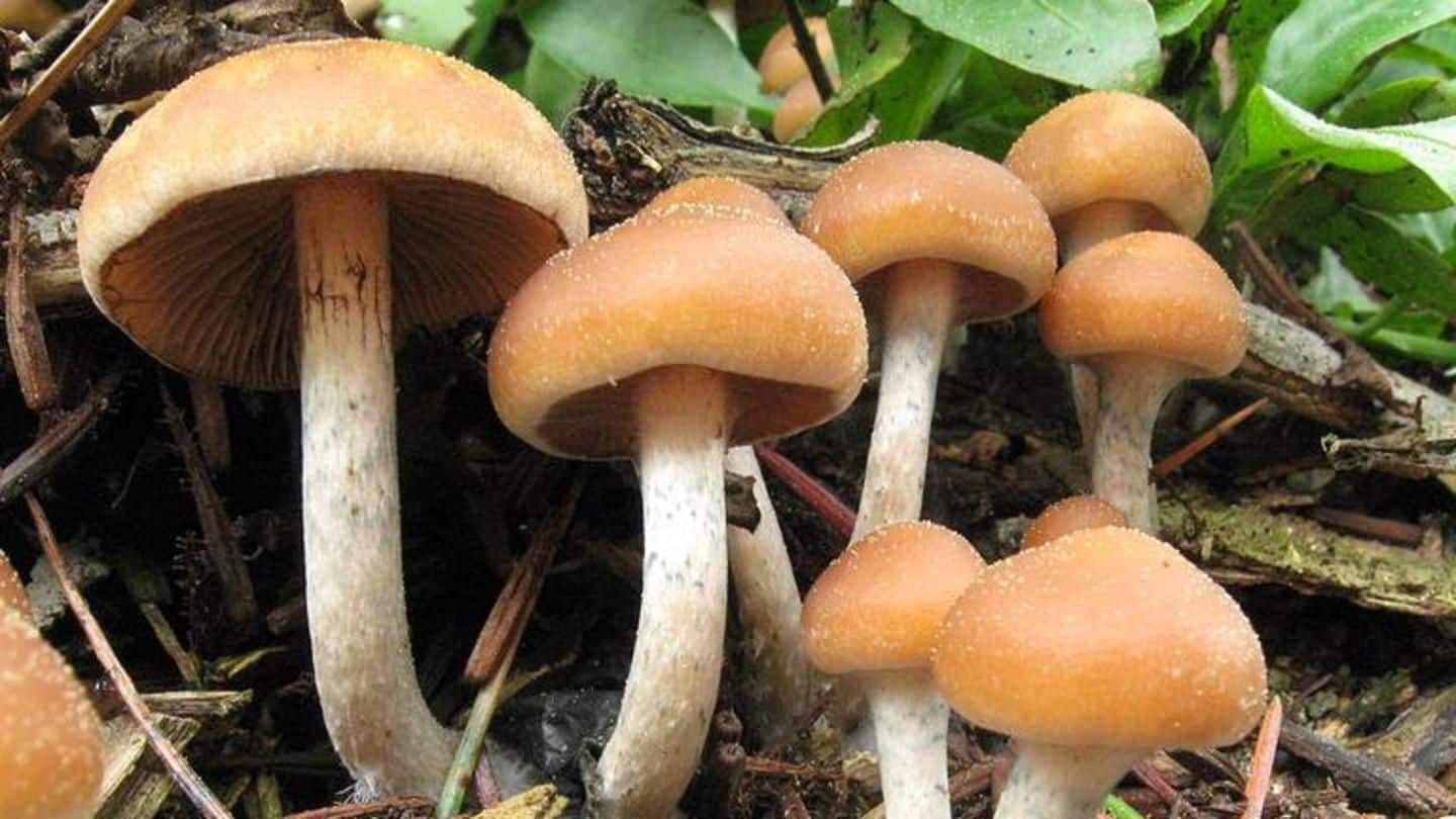 Odisha: Two die, one falls ill after consuming wild mushrooms