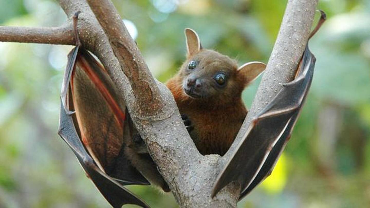 Death toll from Nipah virus rises to 15 in Kerala