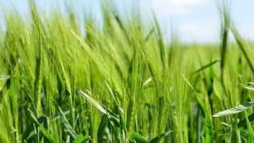 Erratic rains but food grain output up