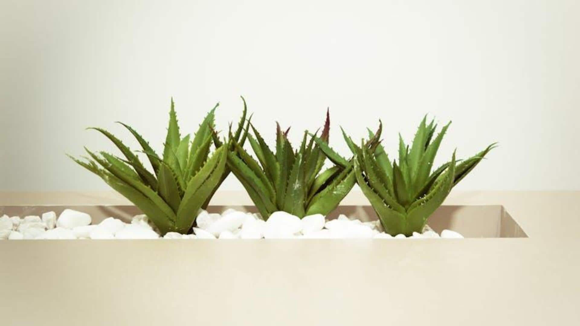 Unlock the secret to radiant skin with aloe vera