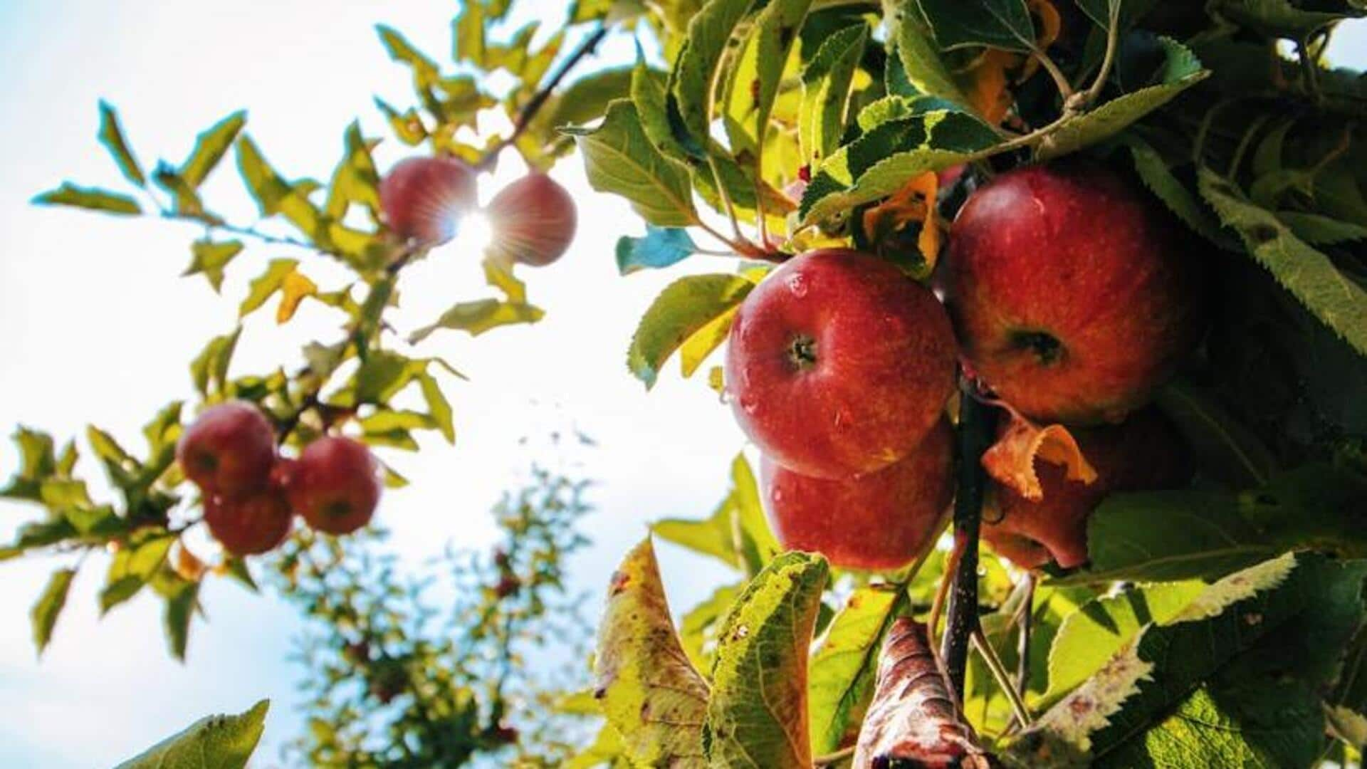 Tips to host an apple-picking event