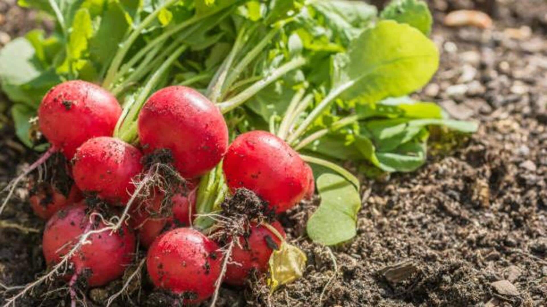 5 tasty ways to cook with radishes 5 tasty ways to cook with radishes