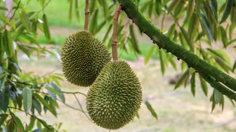 Jackfruit v/s Durian: Comparing their nutritional benefits