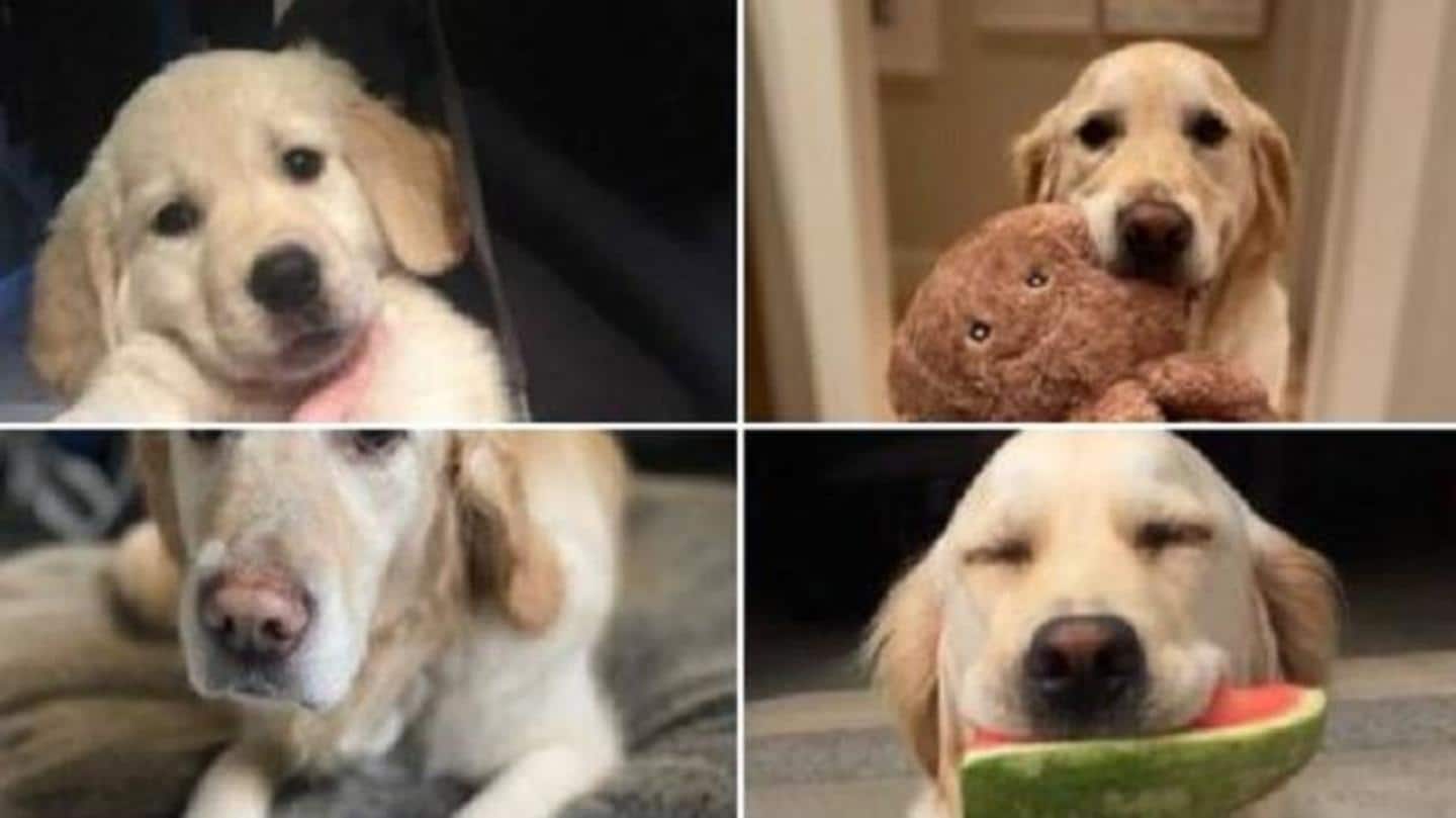 Tribute: 'All dogs go to heaven. Rest easy sweet Halo' Tribute: 'All dogs go to heaven. Rest easy sweet Halo'