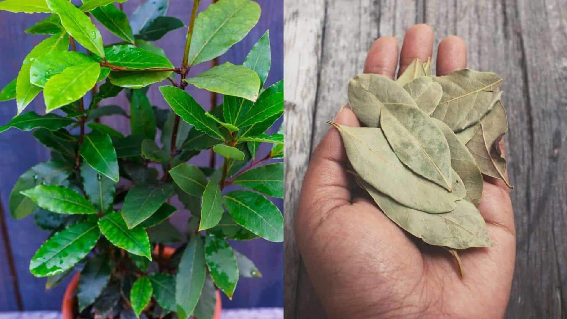 Grow flavorful bay leaves indoors in 5 steps