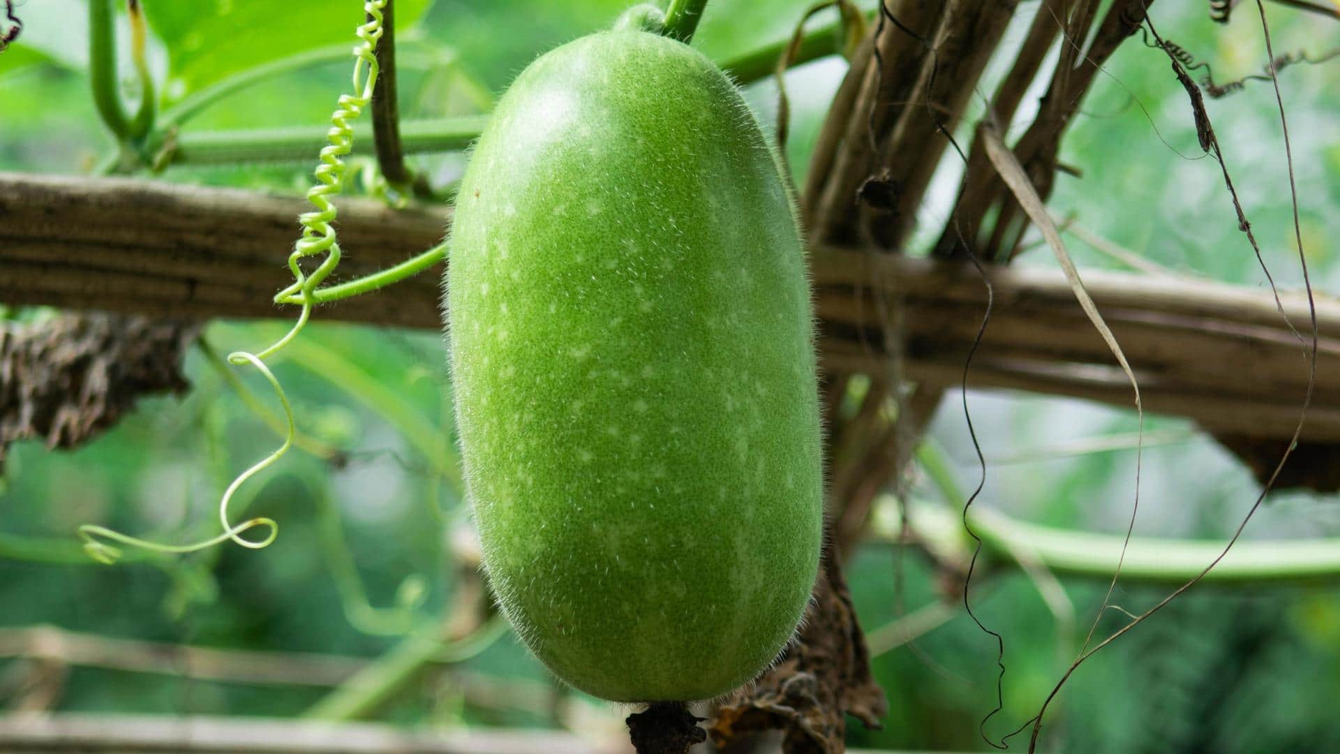5 reasons you should add ash gourd to your diet
