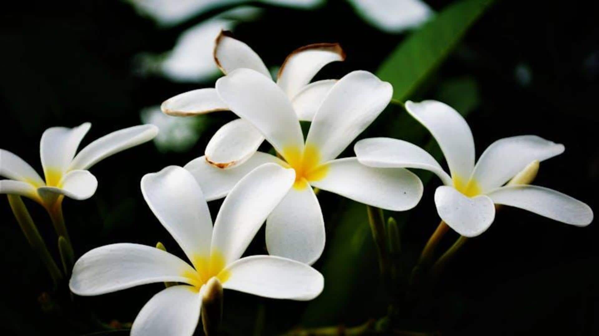 Revitalizing glow with plumeria flower essence