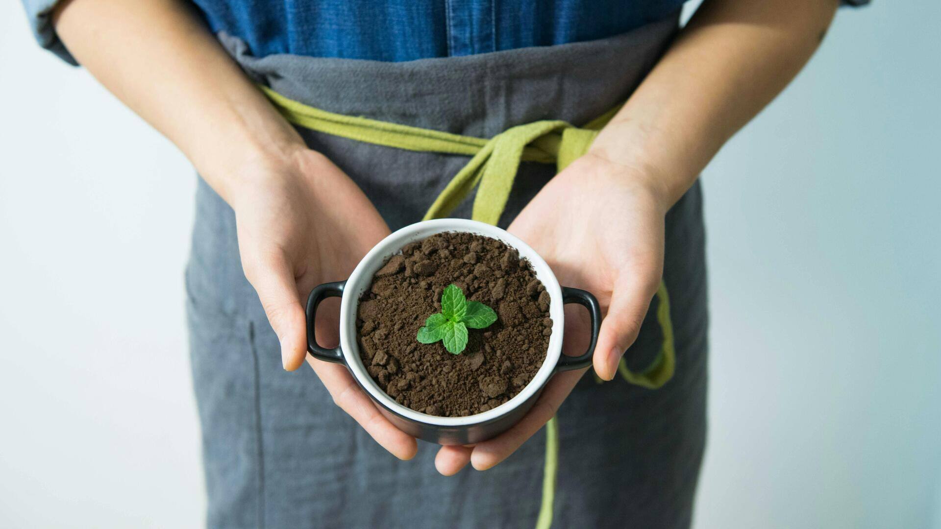 How to grow mint indoors like a pro How to grow mint indoors like a pro