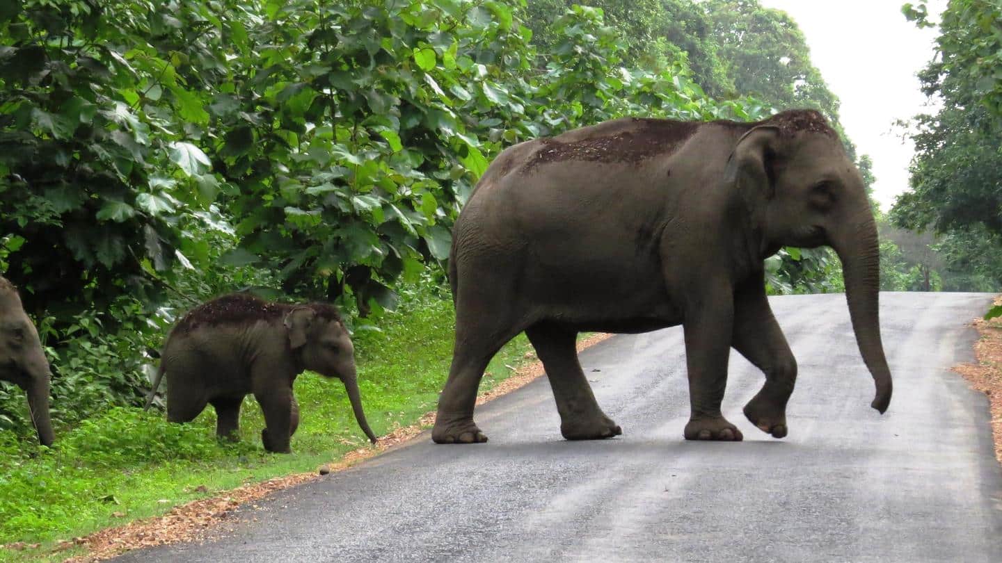 Chhattisgarh: Three killed in elephant attacks; nine deaths in September