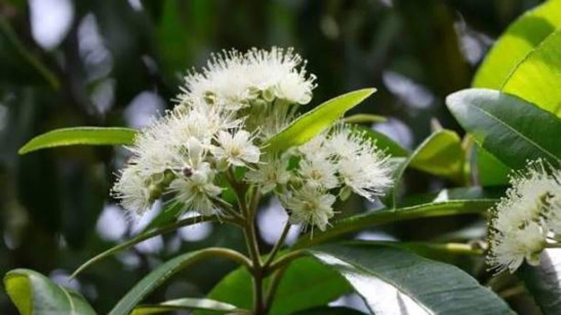 Make every meal memorable with lemon myrtle 