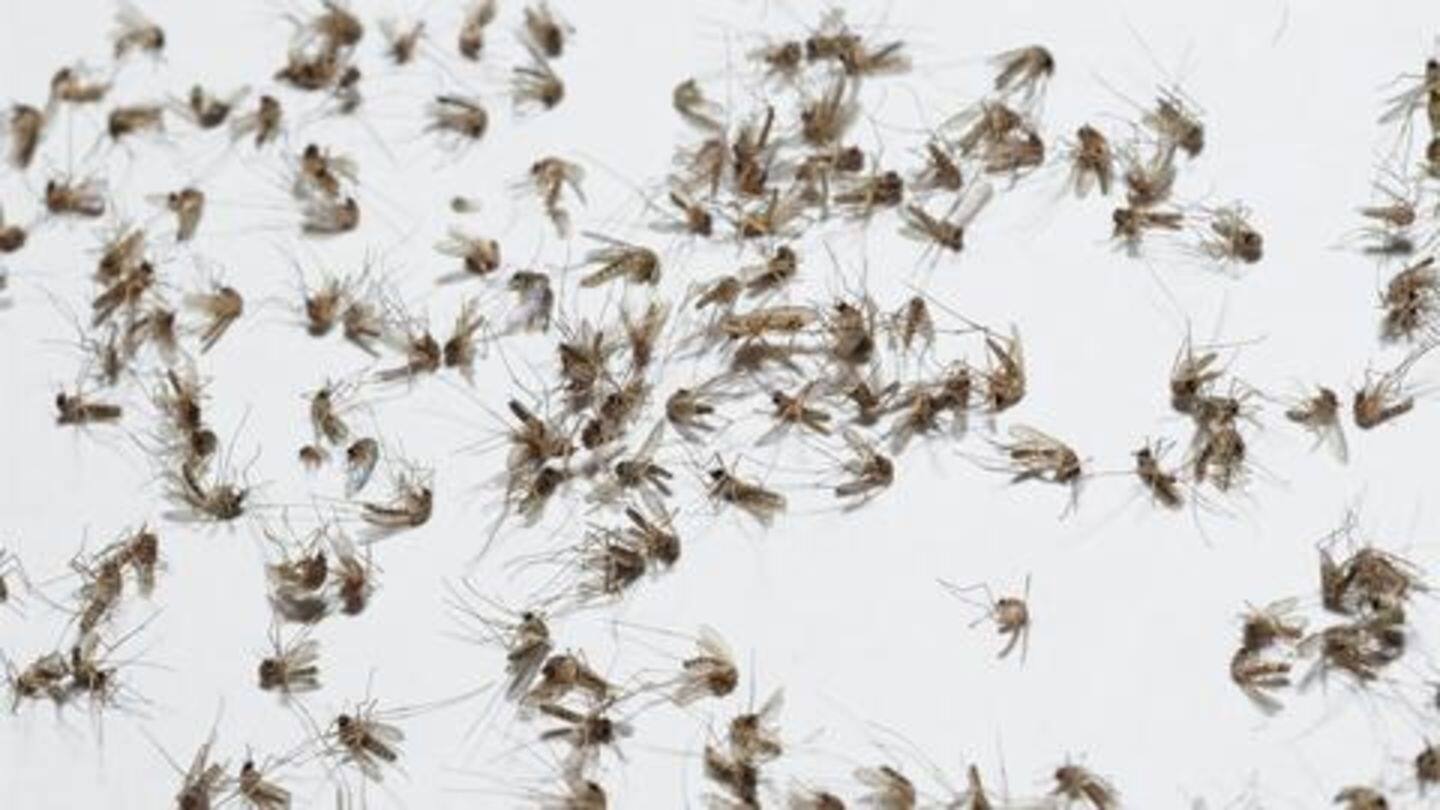 Scientists decided to eliminate mosquitoes by outbreeding them Scientists decided to eliminate mosquitoes by outbreeding them