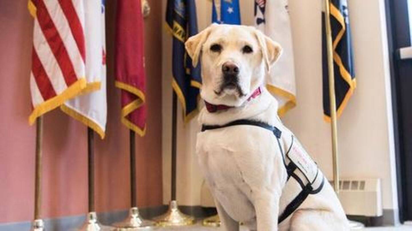 Sully, late George HW Bush's service dog, joins US Navy