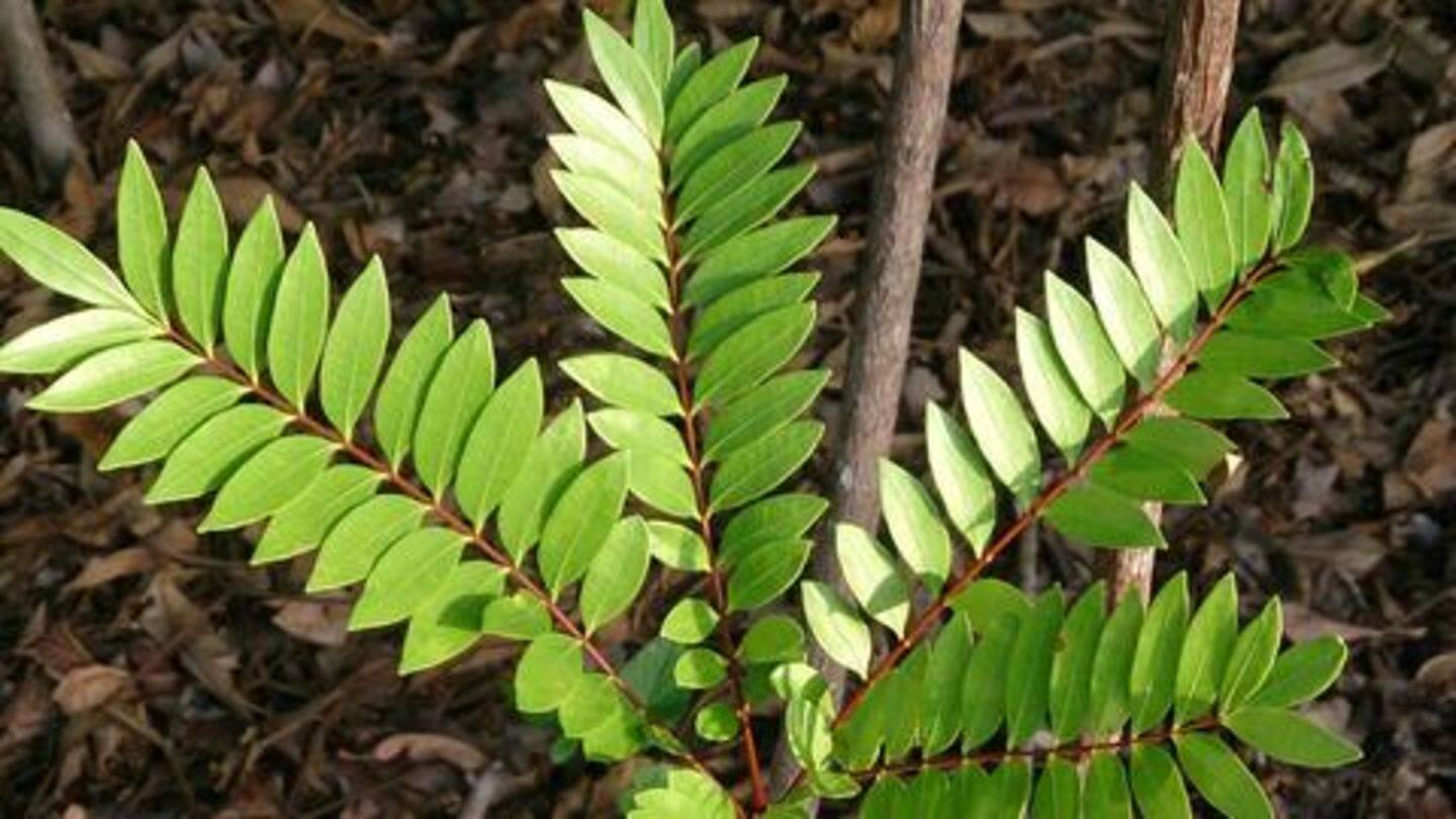 Scientists used extracts of natural aphrodisiac to increase sexual desire Scientists used extracts of natural aphrodisiac to increase sexual desire