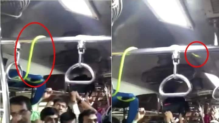 Mumbai: Vine snake rests around ceiling fan in Mumbai local