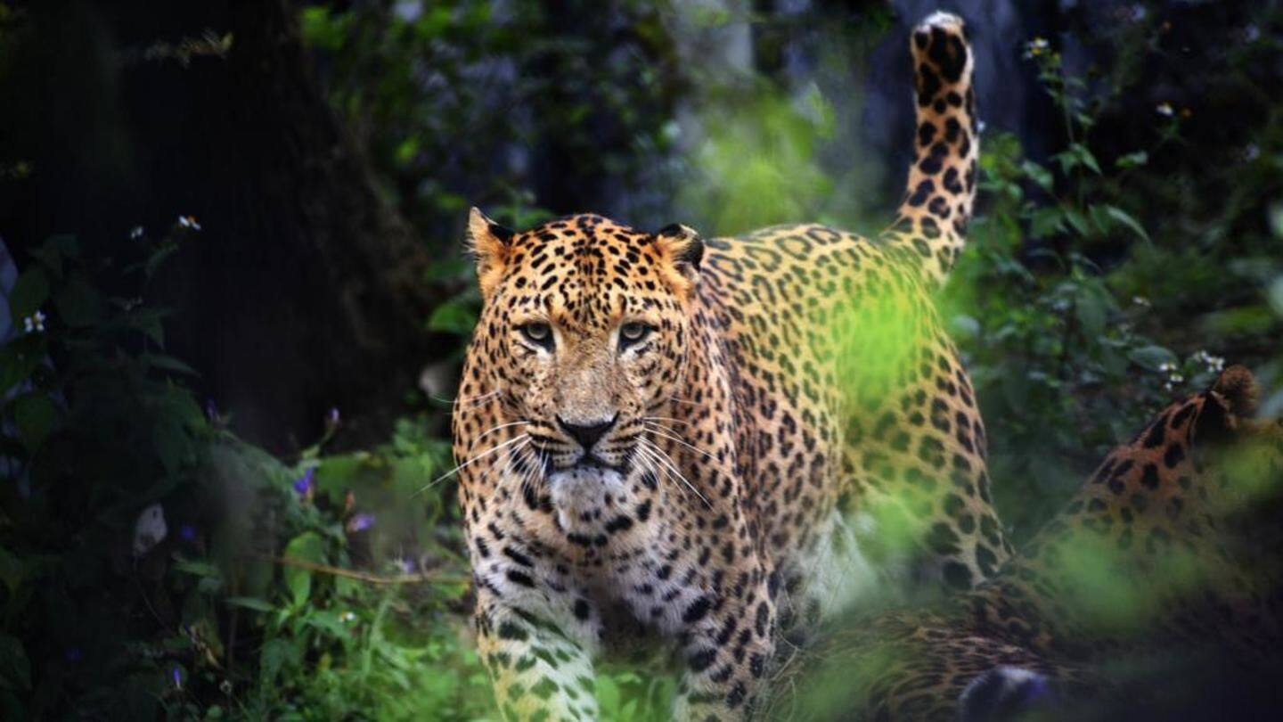 Mumbai: Man attacked by leopard while trying to save pet-dog