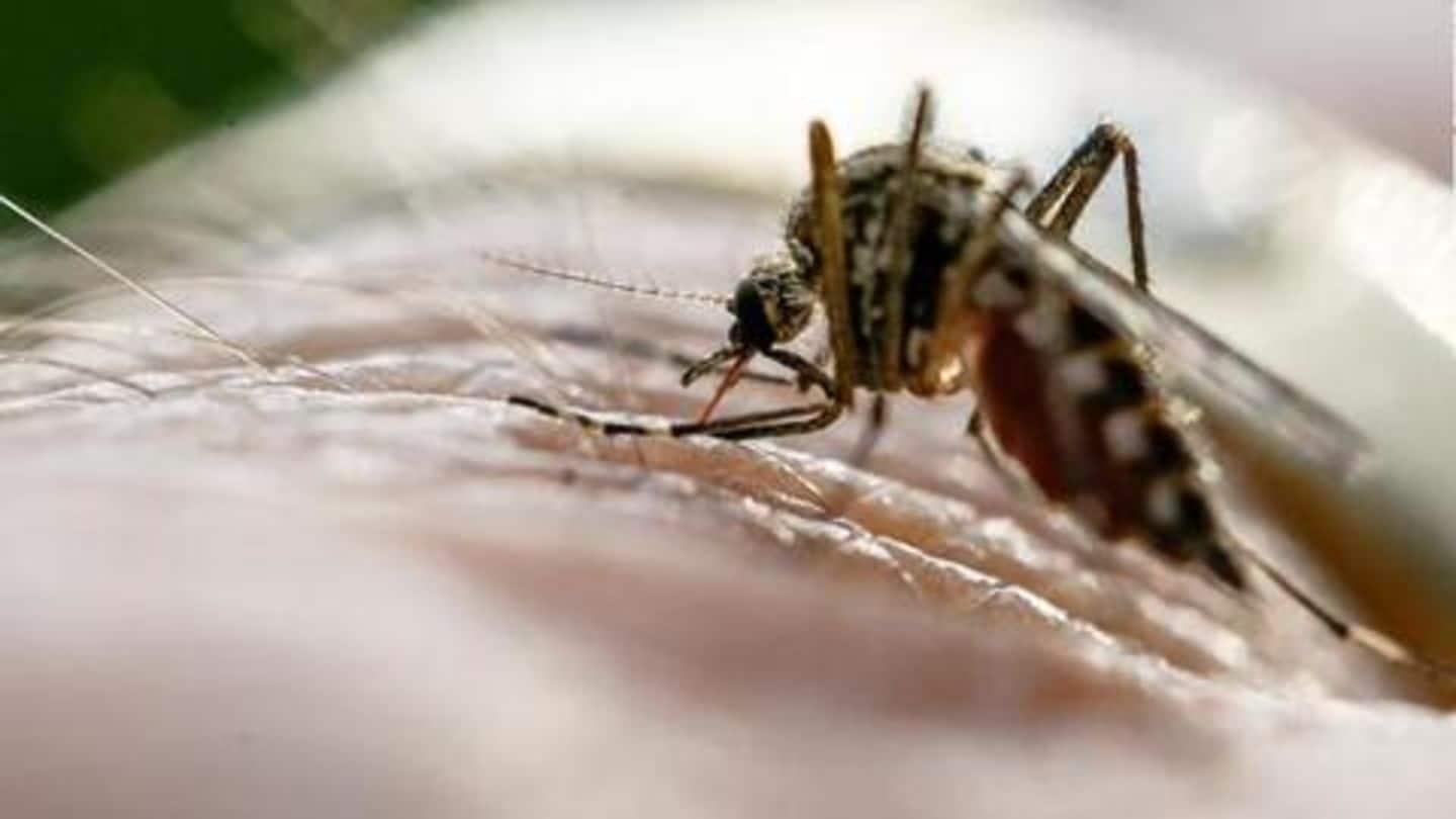 India, 15 African countries see 80% of world's malaria-cases: WHO