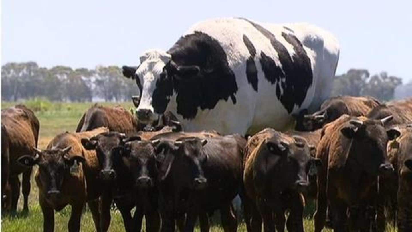 Read the real story behind the giant Australian cow 'Knickers'