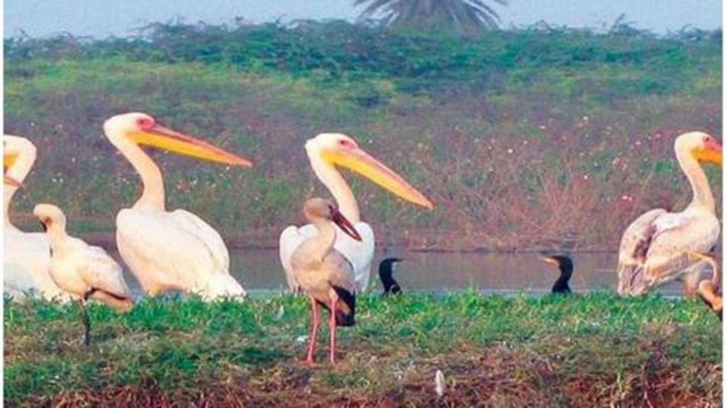 NGT forms committee over private colleges within Agra's bird Sanctuary