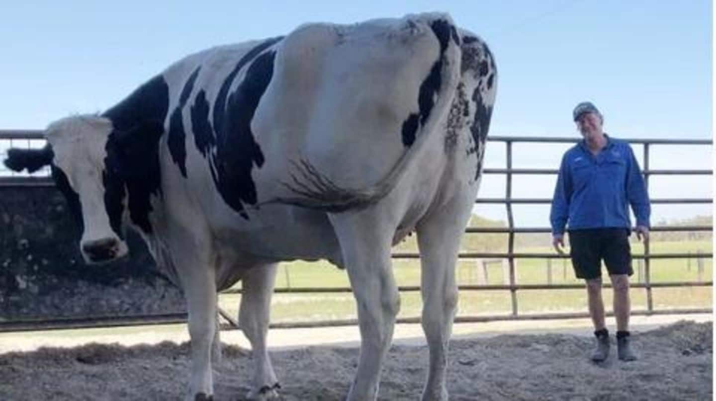 Read the real story behind the giant Australian cow 'Knickers' NewsBytes