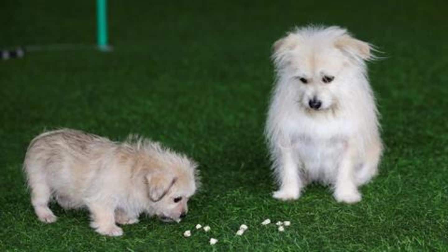 This Chinese company can clone your dog for Rs. 38L