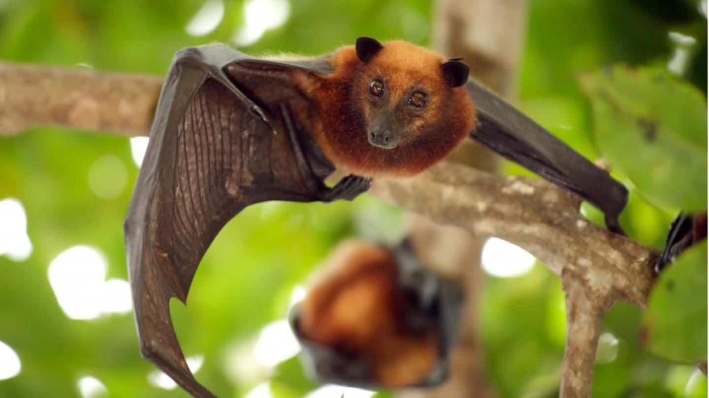 Bats not primary source of Nipah outbreak in Kerala: Report
