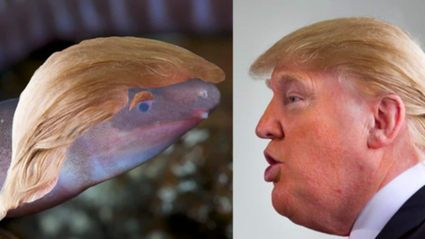 Blind, worm-like, sand burrowing creature named after Donald Trump