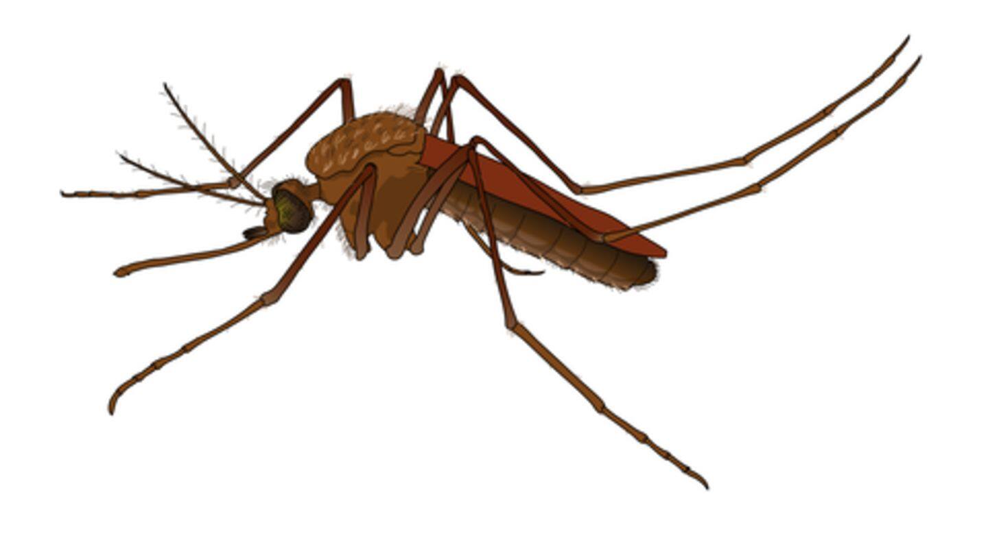 Only female mosquitoes spread infections, not male counterparts Only female mosquitoes spread infections, not male counterparts