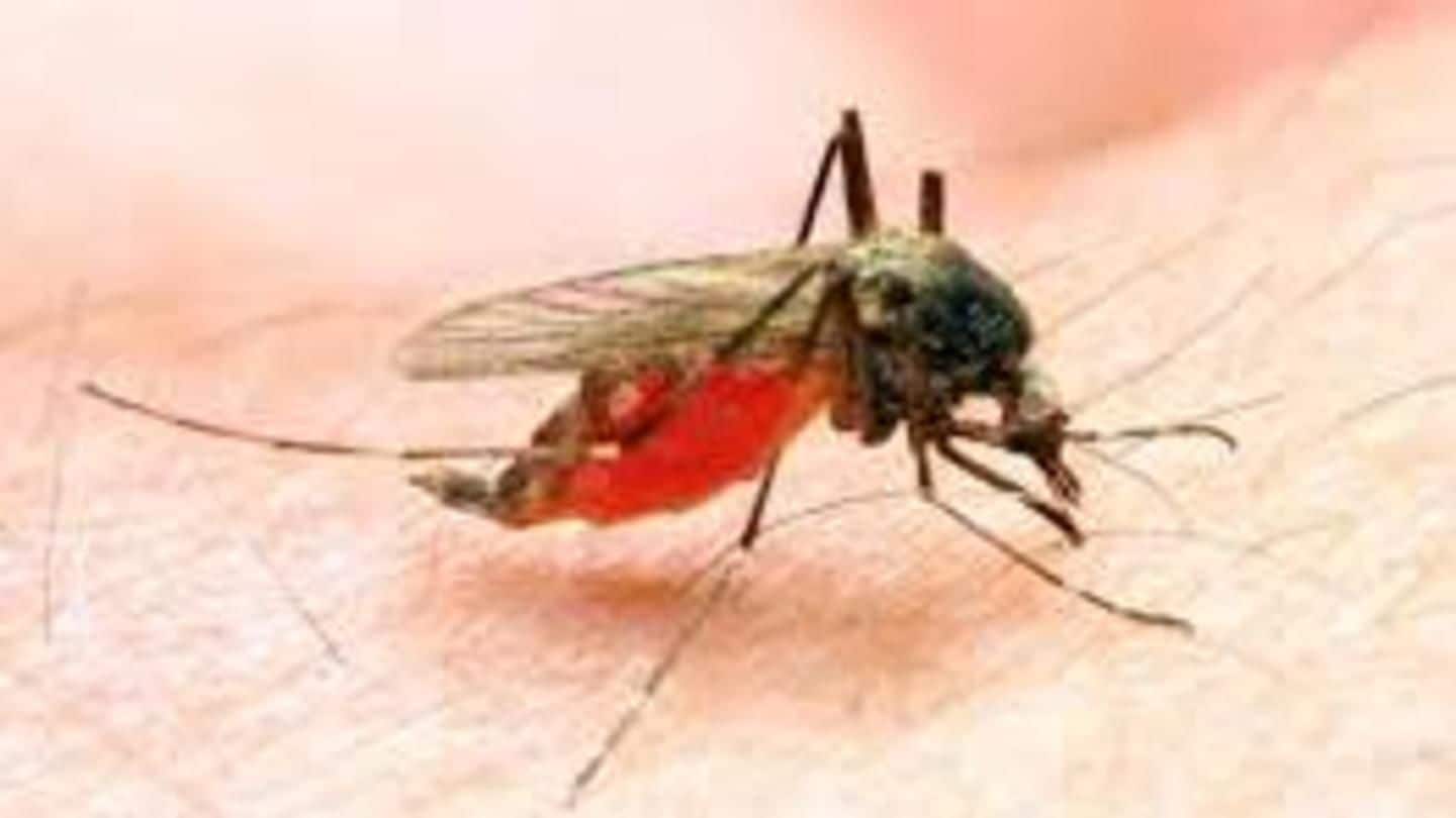 Delhi: 54 malaria and 33 dengue cases reported this season