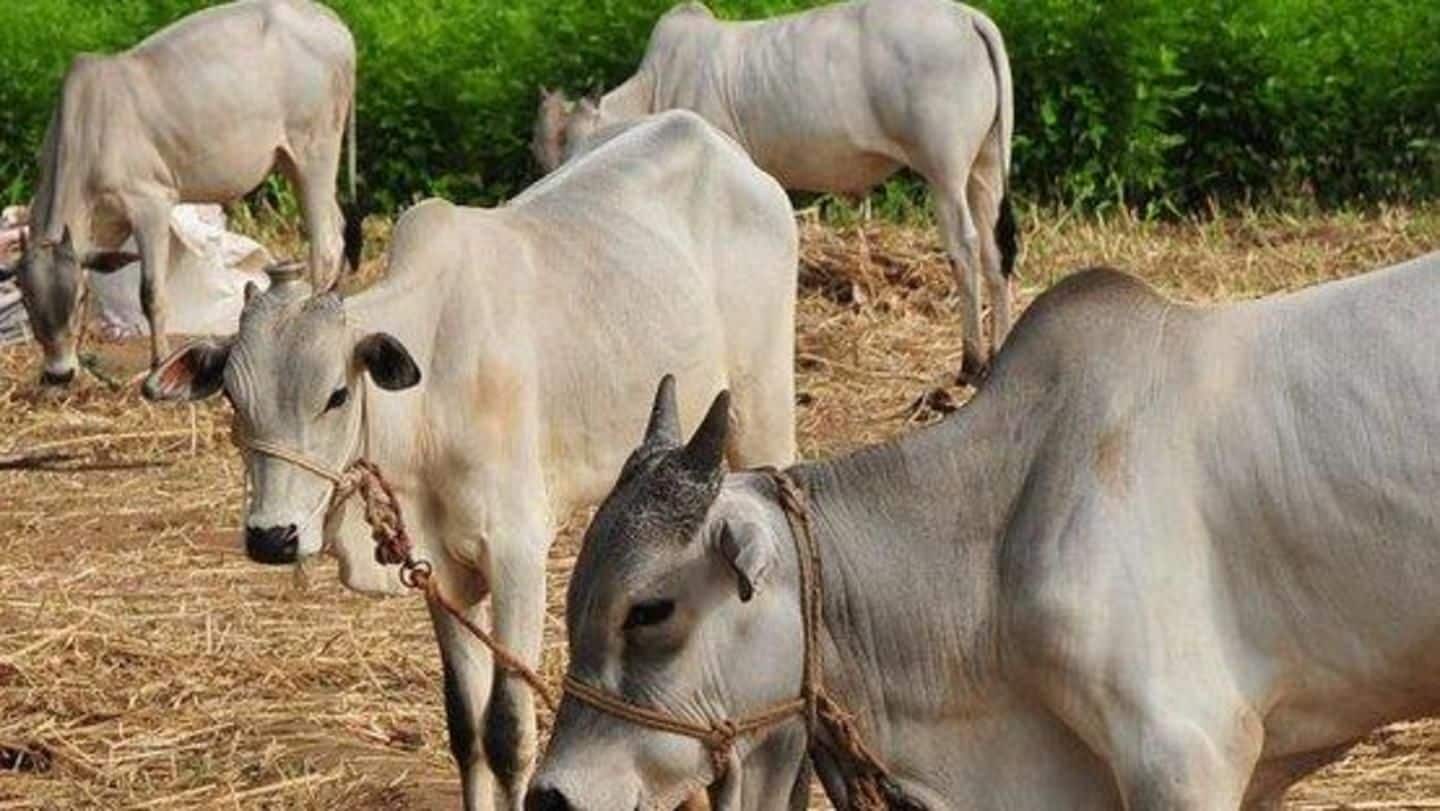 RSS-backed organization to sell beauty-products made from cow urine, dung