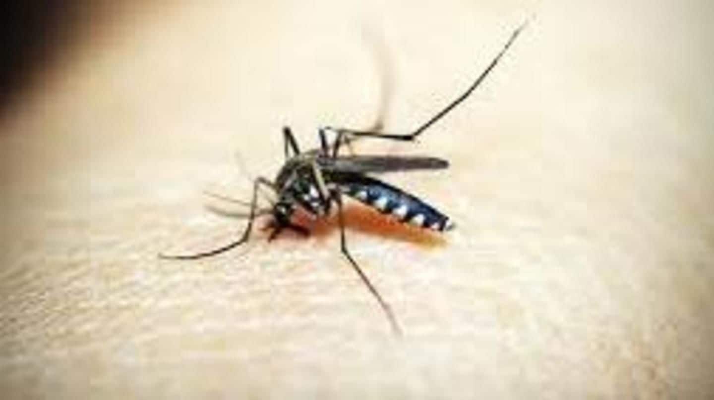 Delhi: 46 malaria, 30 dengue cases reported this season