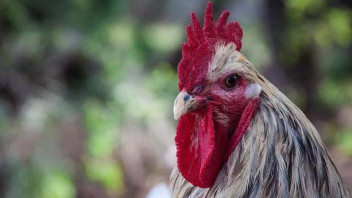 MP: Chicken held in police station for attacking 5-year-old girl
