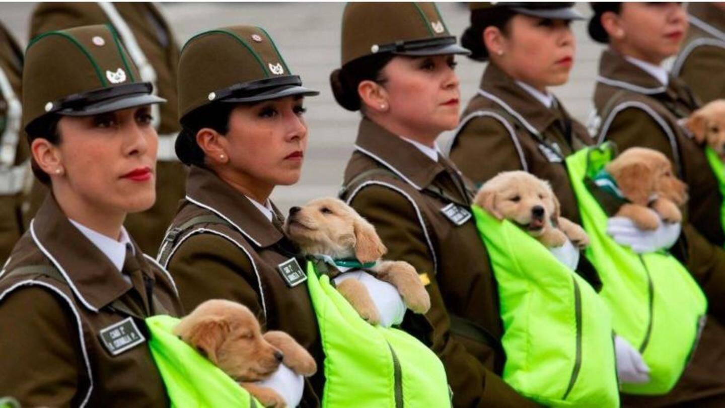 Watch: Adorable puppies steal the show at Chilean military parade