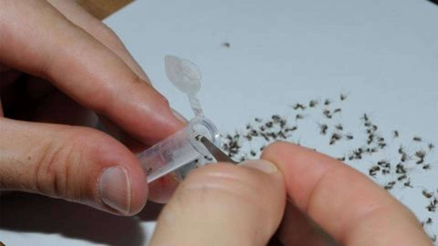 Large number of laboratory mosquitoes needed to outnumber wild mosquitoes Large number of laboratory mosquitoes needed to outnumber wild mosquitoes