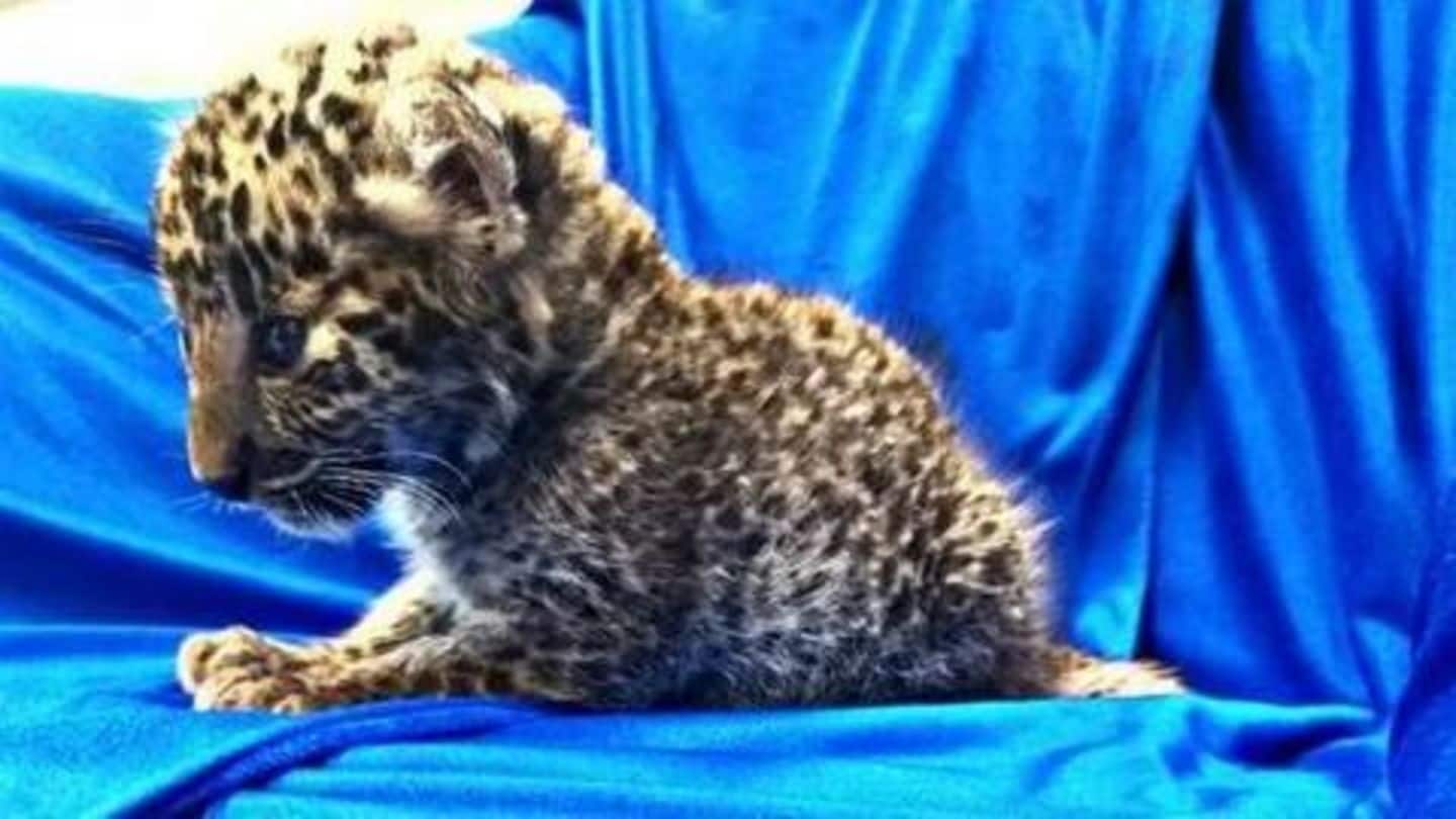 Leopard cub seized from passenger's luggage at Chennai airport