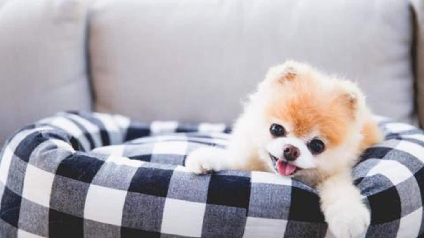 World's cutest dog, Boo, dies from 'heartbreak' at age 12