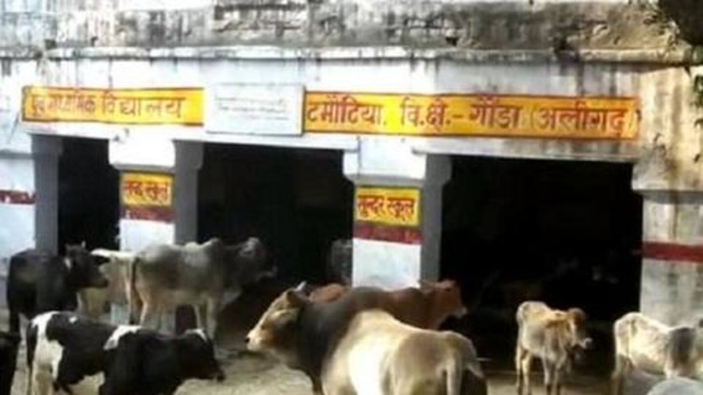 To protect crops, UP farmers lock stray cows in schools