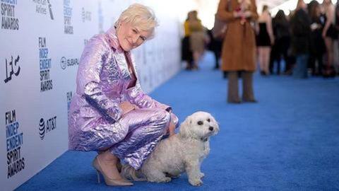 Hollywood actress Glenn Close's dog steals limelight at awards show
