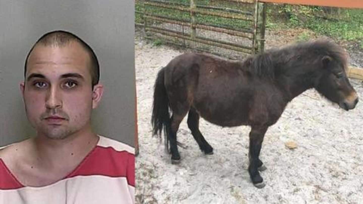 US-man raped his family's pet-horse, used condoms to 'evade STI'