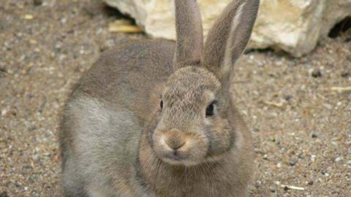 Pollution affecting health of animals as well Pollution affecting health of animals as well