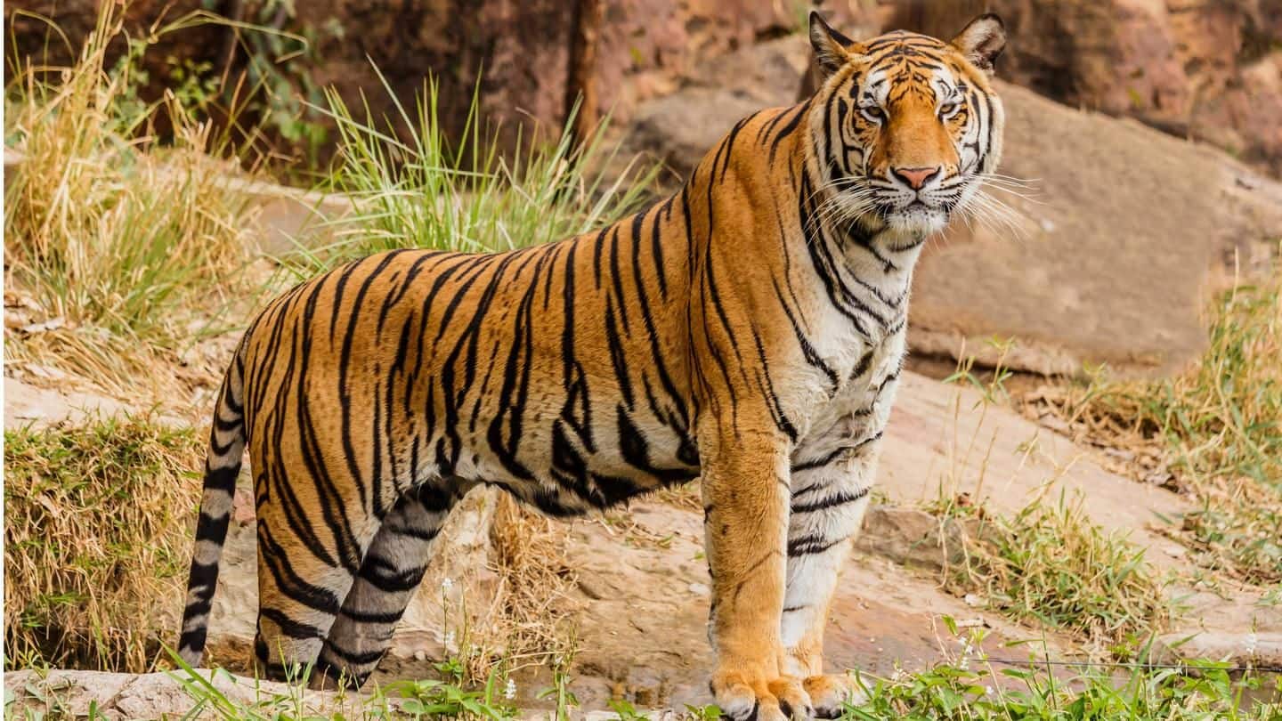 Royal-Bengal tiger from Kanha doing well in Odisha forest: Minister
