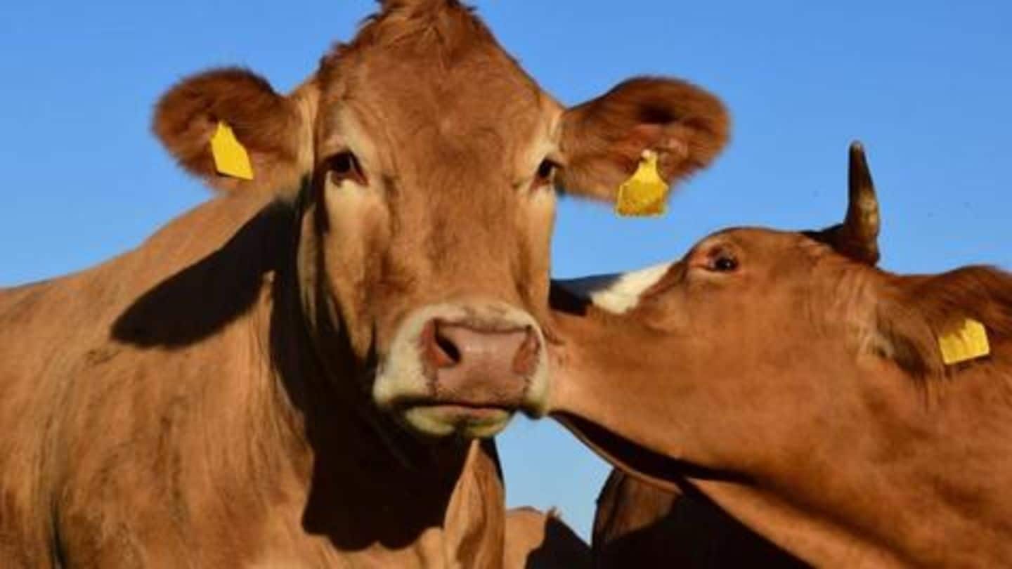Tudder, the Tinder for cattle where cows 'find' their perfect-match