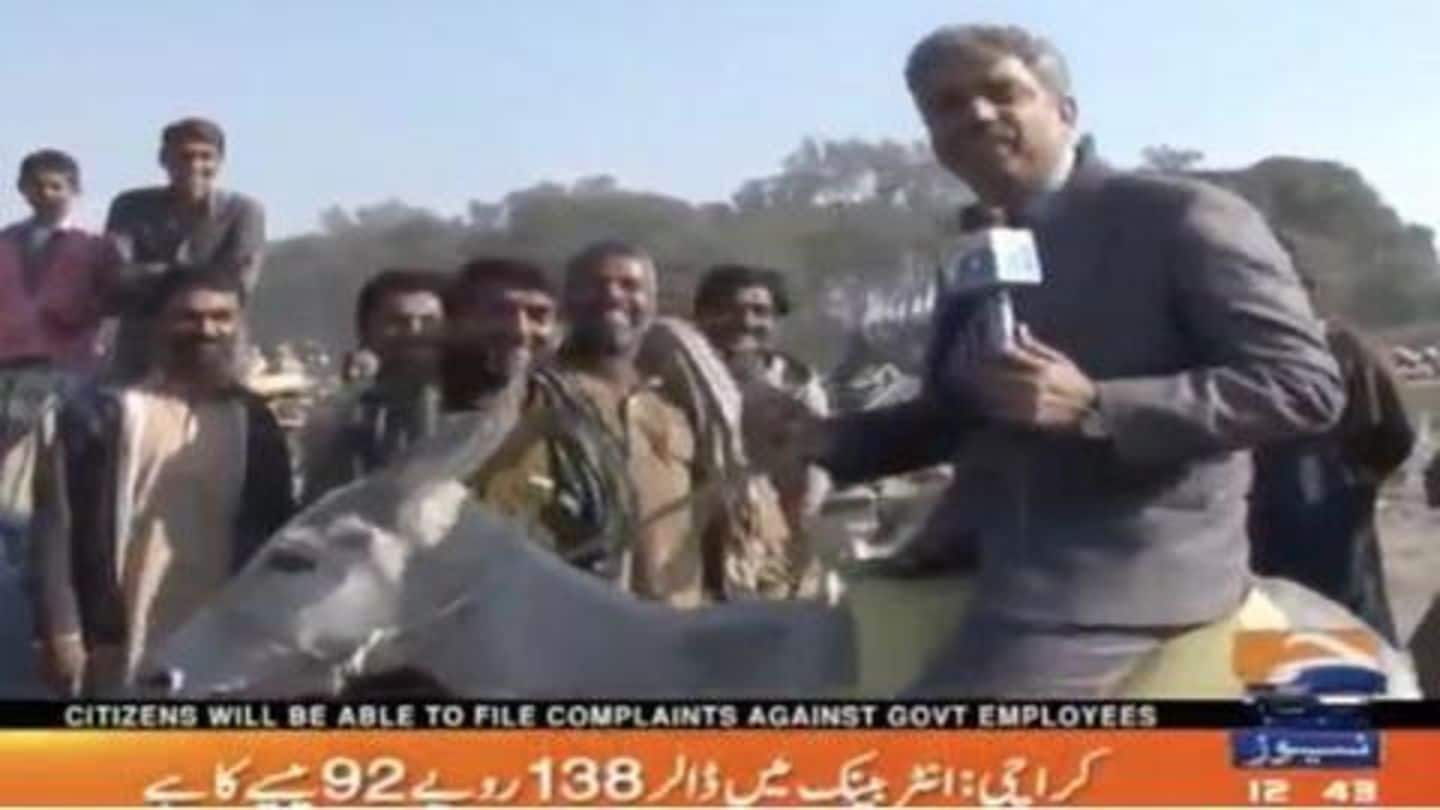 Pakistani reporter rides on donkey while reporting on 'donkey business'