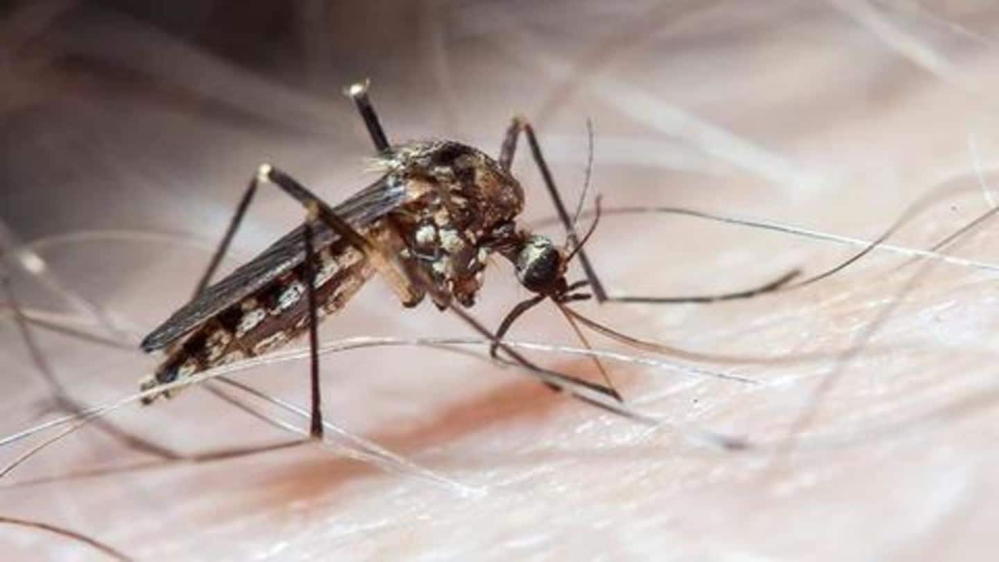 Now, scientists producing horny mosquitoes to prevent malaria, Zika, dengue