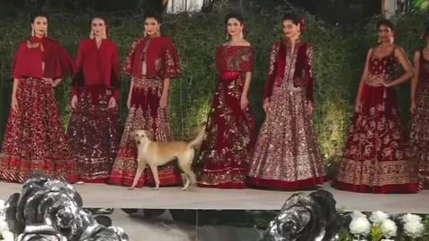 Dog crashes Sidharth Malhotra's fashion show, steals limelight and hearts