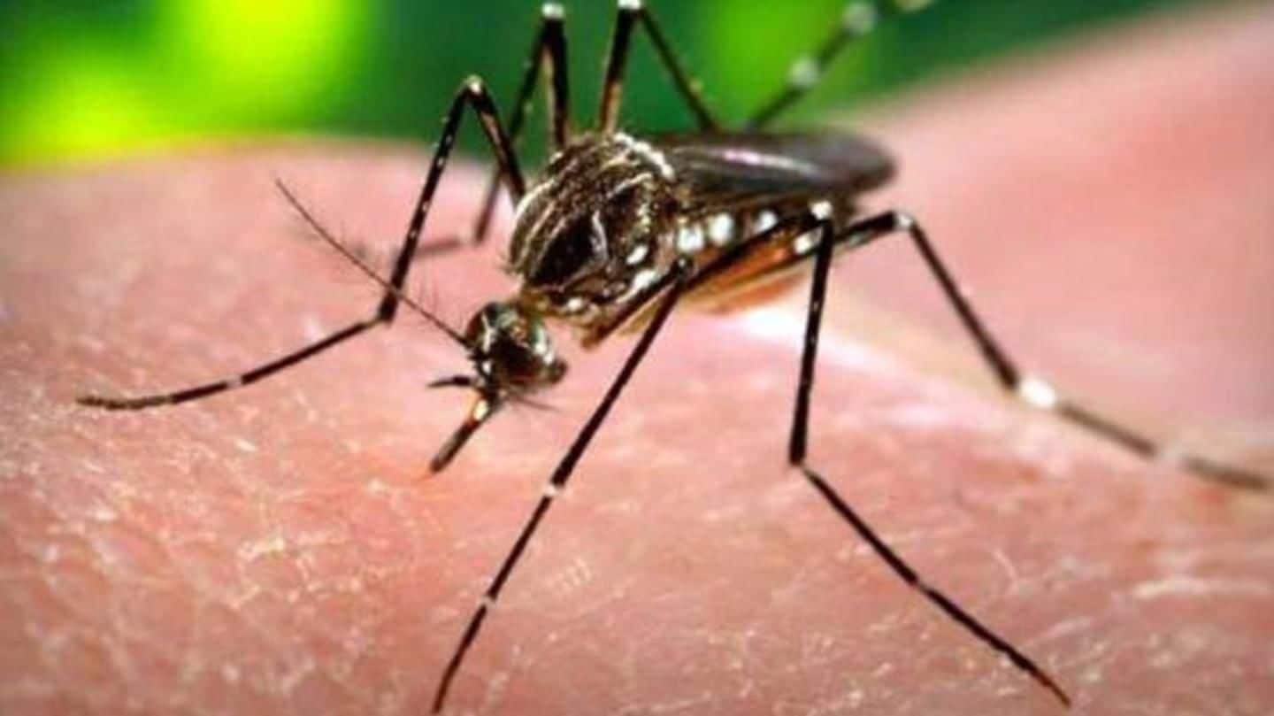 Delhi: Dengue cases mount to 650, doctors advise precautions